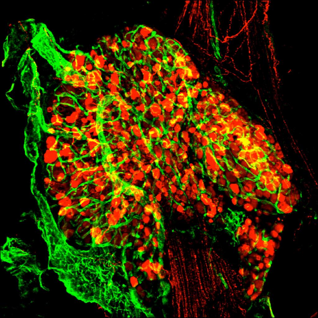 Confocal image of a dorsal root ganglion stained for CD31 blood vessels (green) and TrkA positive expression (red).